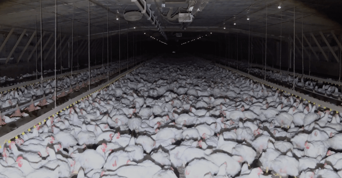 Esta compañía poco conocida es un gran financiador de la política de derecha. Probablemente haya comido su pollo.