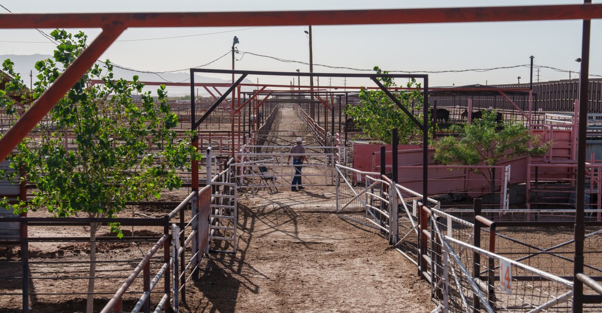 Un parásito que come carne está en nuestras fronteras. ¿Qué sucede si se propaga?
