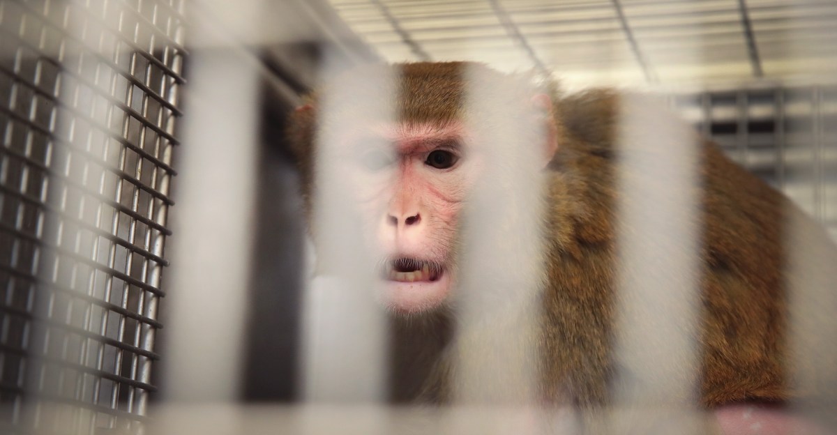El USDA deja en paz a los abusadores de animales. Trump y su Corte Suprema lo están empeorando.
