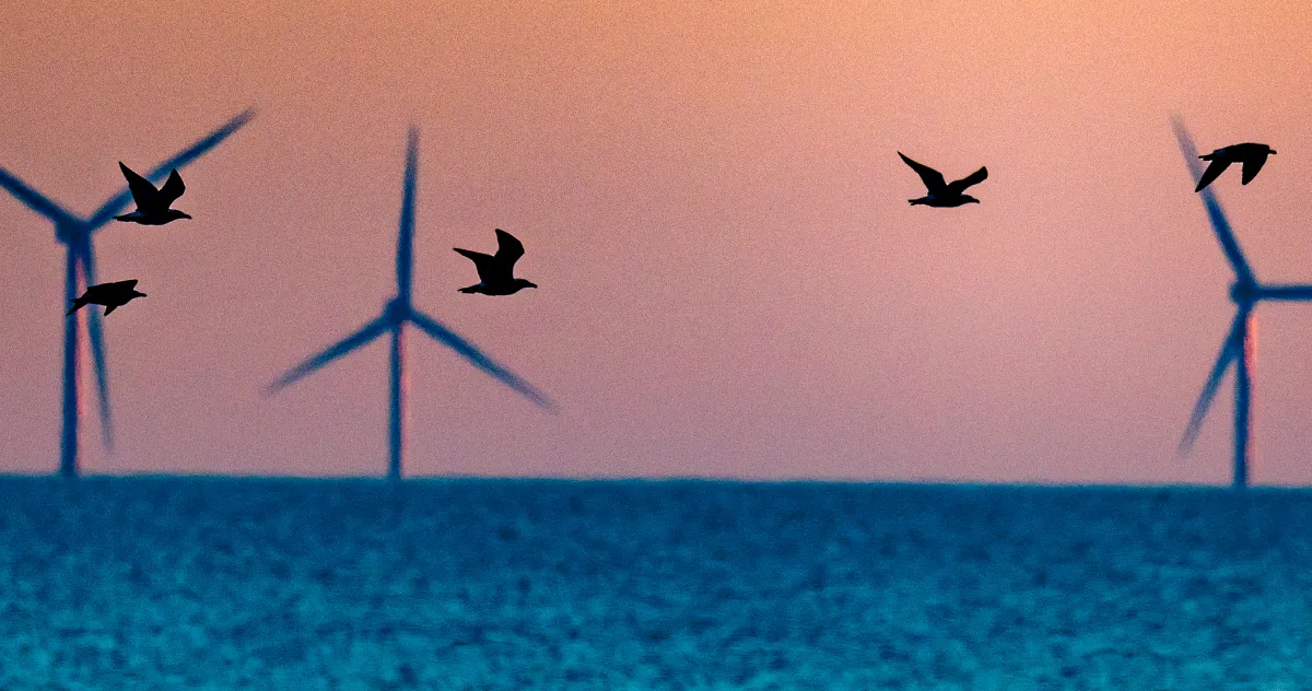 Trump detiene cinco parques eólicos en la costa este: lo que hay que saber