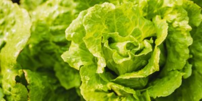 ¿Es segura la lechuga para comer o no? El fallido anuncio de Trump sobre el parásito de la diarrea es un problema de salud pública.