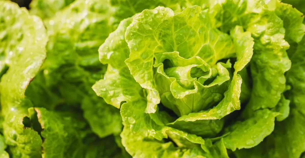 ¿Es segura la lechuga para comer o no? El fallido anuncio de Trump sobre el parásito de la diarrea es un problema de salud pública.