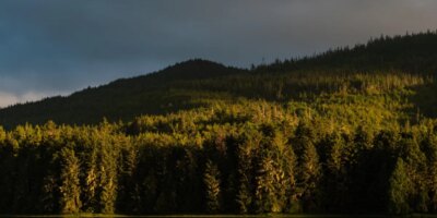 La administración Trump toma medidas para poner fin a la “regla sin caminos” en los bosques nacionales: lo que hay que saber