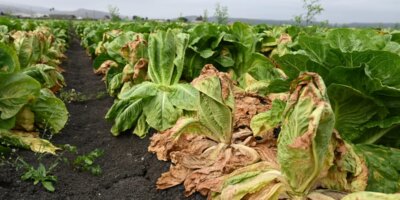 Los retiros de alimentos de lechuga, huevos, arándanos y más han arruinado el verano. ¿Cuándo terminará?