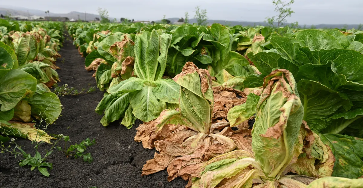 Los retiros de alimentos de lechuga, huevos, arándanos y más han arruinado el verano. ¿Cuándo terminará?
